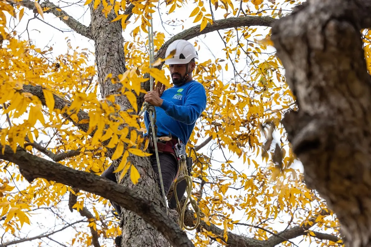 Skilled Tree Trimming crew working in Norfolk