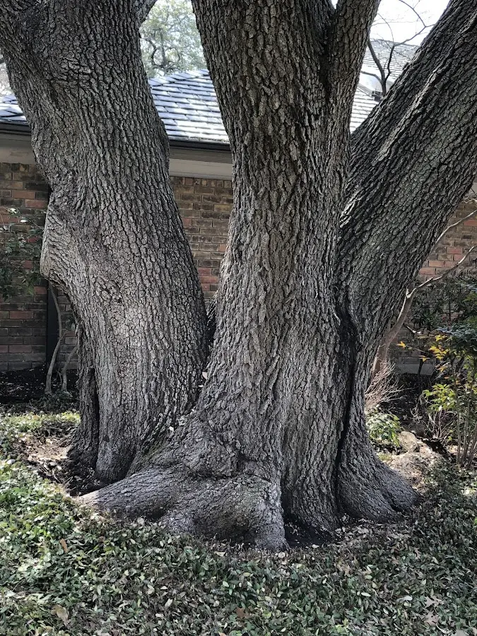 Mature heritage tree close to a Norfolk property cared for by certified arborists